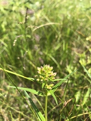 Phlox glaberrima interior