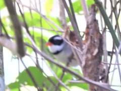 Arremon flavirostris