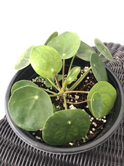 Pilea peperomioides