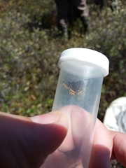 Epelis truncataria