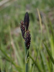 Carex albonigra