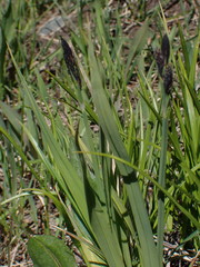 Carex albonigra