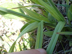 Carex albonigra