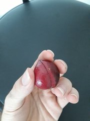 Protium heptaphyllum