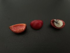 Protium heptaphyllum