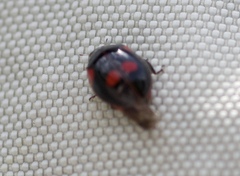 Adalia bipunctata
