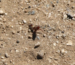 Typhoctes peculiaris