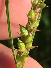 Carex conoidea