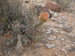 Grusonia grahamii