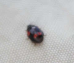 Adalia bipunctata