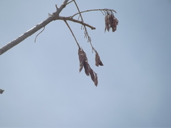 Conzattia multiflora