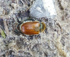 Chaetopteroplia segetum