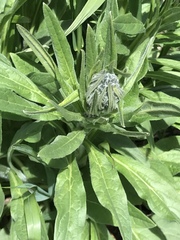 Cynoglossum creticum