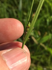 Carex conoidea