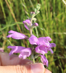 Physostegia pulchella