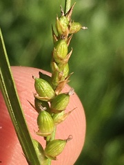 Carex conoidea