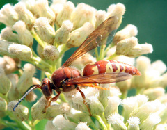 Sphecius convallis