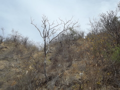 Conzattia multiflora