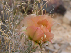 Grusonia grahamii