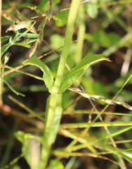 Physostegia pulchella