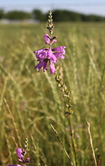 Physostegia pulchella