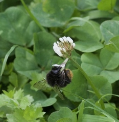 Bombus lapidarius