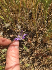 Brodiaea terrestris