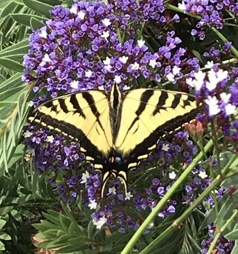 Western Tiger Swallowtail, Murphy Ranch Rd, Milpitas, CA, US, photo 6 of 10