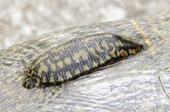 Glossiphoniidae