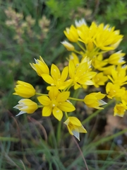 Allium moly
