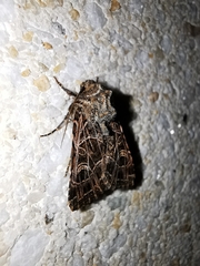 Sideridis reticulata