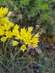 Allium moly