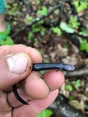 Plethodon hubrichti