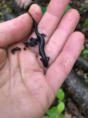 Plethodon hubrichti
