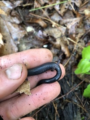 Plethodon hubrichti
