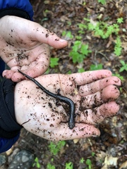 Plethodon hubrichti