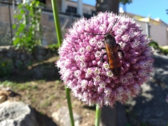Megascolia maculata flavifrons