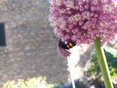 Megascolia maculata flavifrons