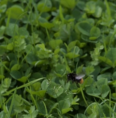 Bombus lapidarius