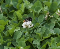 Bombus lapidarius