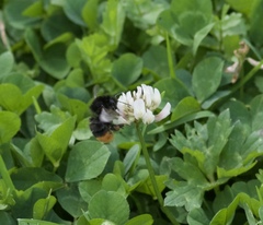 Bombus lapidarius