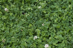 Helosciadium repens