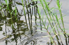 Dulichium arundinaceum