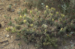 Grusonia grahamii