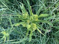 Magnoliopsida