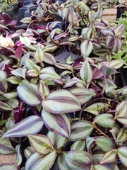 Tradescantia zebrina zebrina