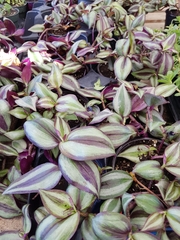 Tradescantia zebrina zebrina