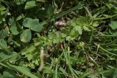 Helosciadium repens