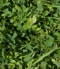 Helosciadium repens