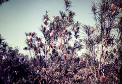 Banksia aquilonia